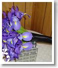 purple-059